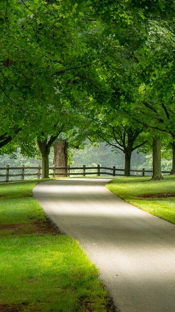 A paved road lined with trees on a cloudy summer day.